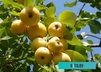 100120 Набор пневмоинструментов FUBAG HRS4500,  6 предметов [100120]