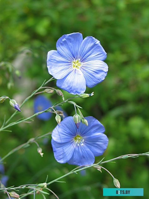 Lenovo ThinkPad P14s G3 [21AK002HUS] 21AK002HUS